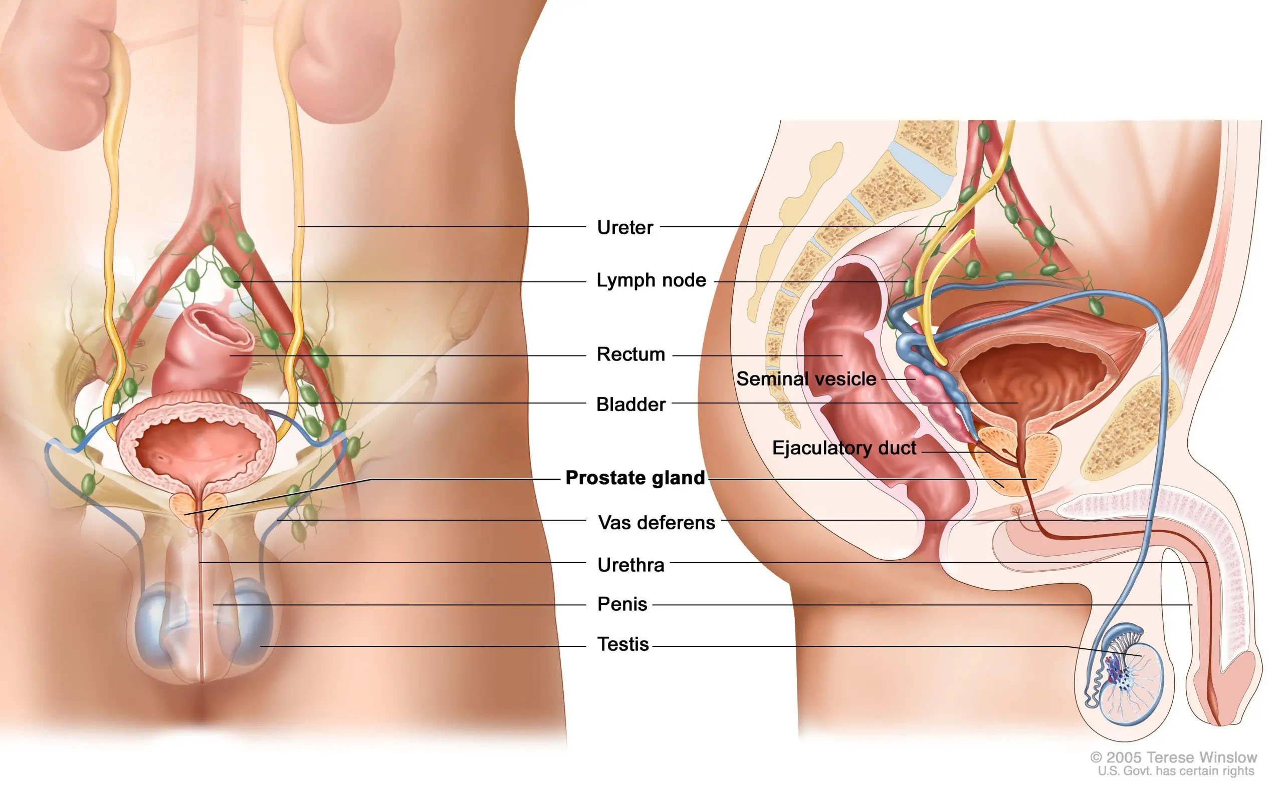 How to take care of the prostate so that it serves us for many years?
