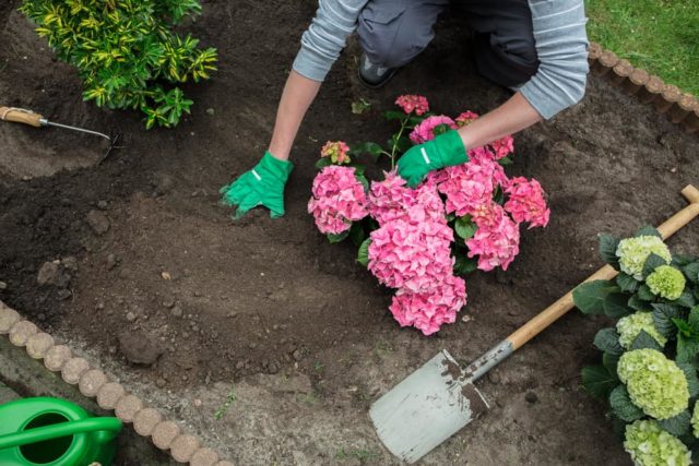 How to transplant a hydrangea in the summer to a new place