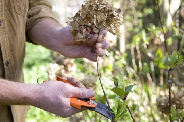 How to transplant a hydrangea in the summer to a new place