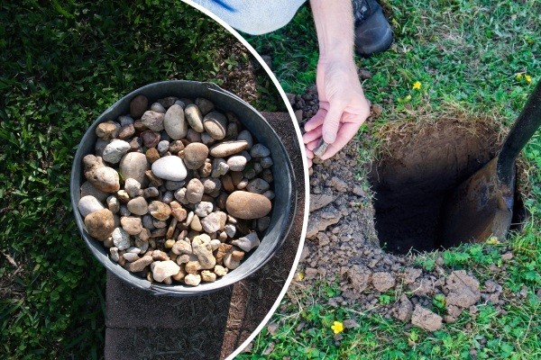 How to transplant a hydrangea in the summer to a new place