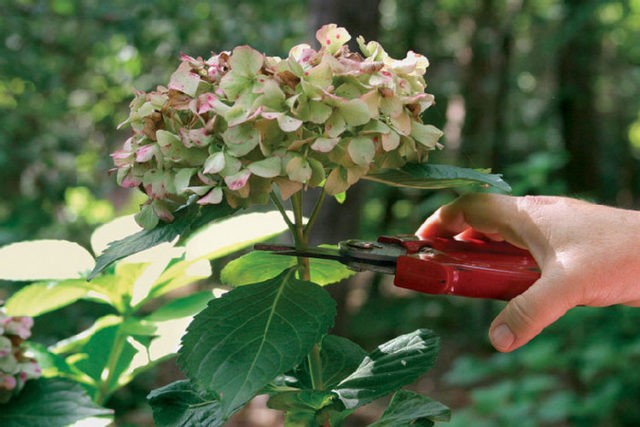 How to transplant a hydrangea in the summer to a new place