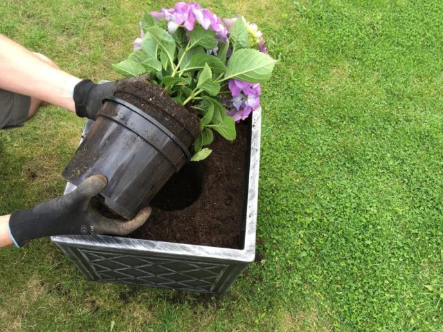 How to transplant a hydrangea in the summer to a new place