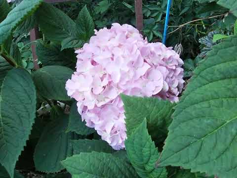 How to transplant a hydrangea in the summer to a new place