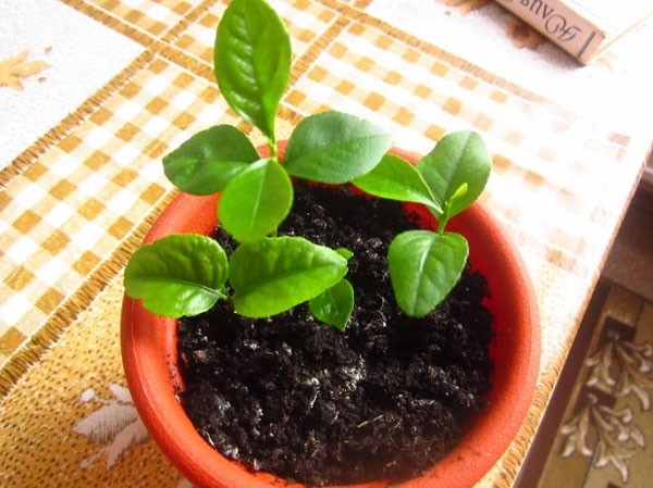 How to transplant a lemon with fruits into another pot