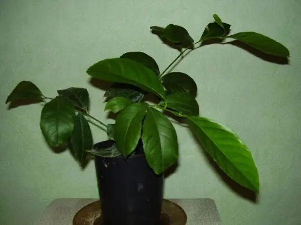 How to transplant a lemon with fruits into another pot