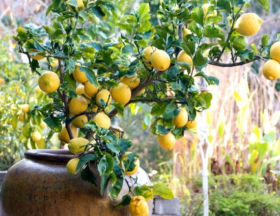 How to transplant a lemon with fruits into another pot