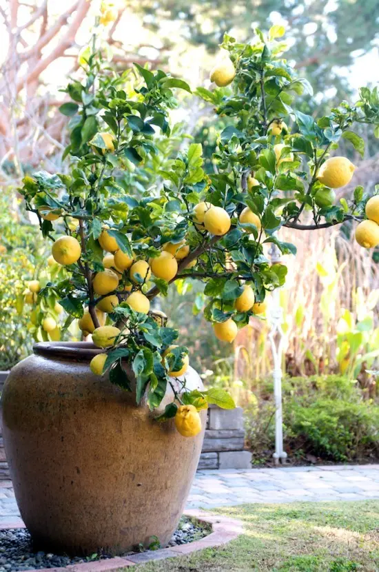 How to transplant a lemon with fruits into another pot