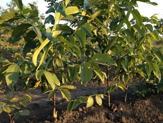 How to transplant a walnut in autumn