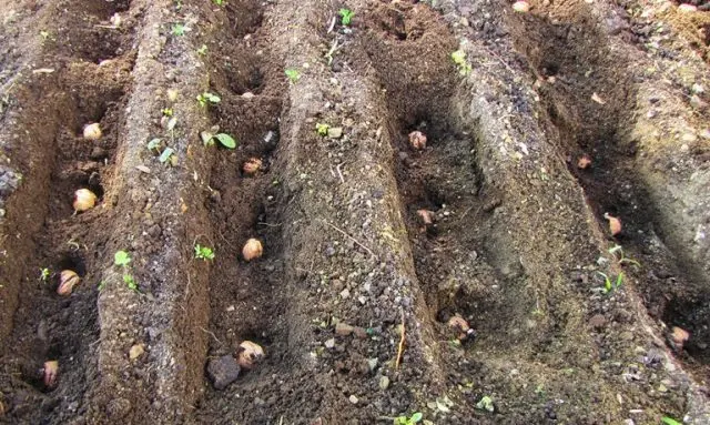 How to transplant a walnut in autumn