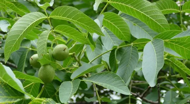 How to transplant a walnut in autumn