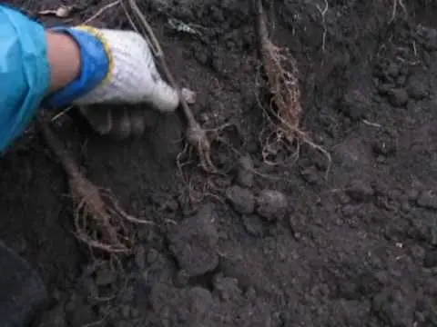 How to transplant a walnut in autumn