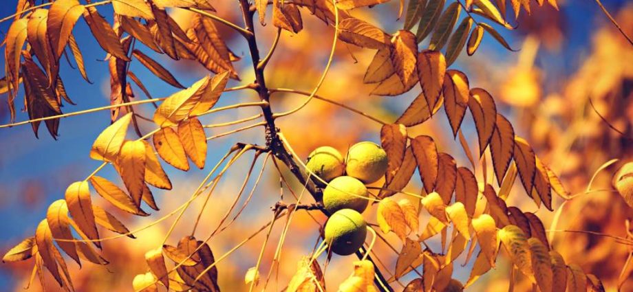 How to transplant a walnut in autumn