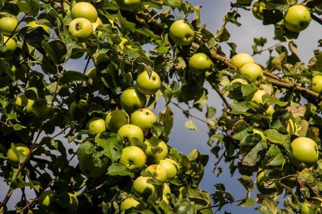 How to transplant an apple tree in the fall to a new place 