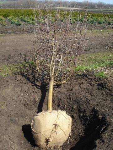 How to transplant an apple tree in the fall to a new place 