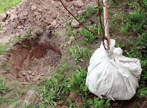 How to transplant an apple tree in the fall to a new place 