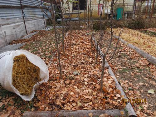 How to transplant an apple tree in the fall to a new place 