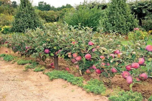 How to transplant an apple tree in the summer to another place