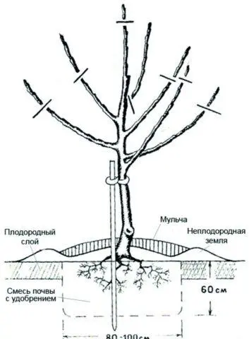 How to transplant an apple tree in the summer to another place