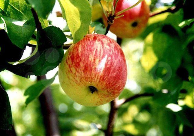 How to transplant an apple tree in the summer to another place