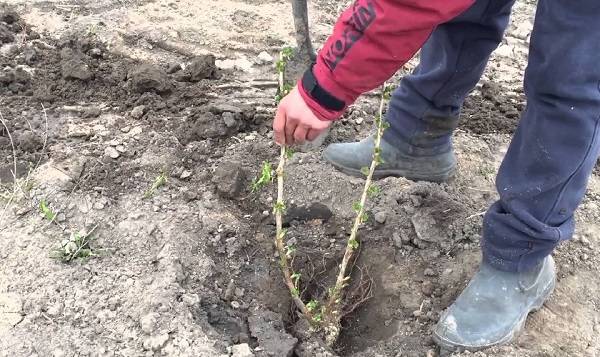 How to transplant blackberries