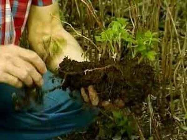 How to transplant blackberries