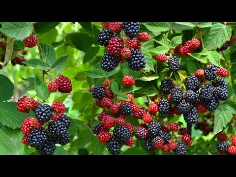 How to transplant blackberries