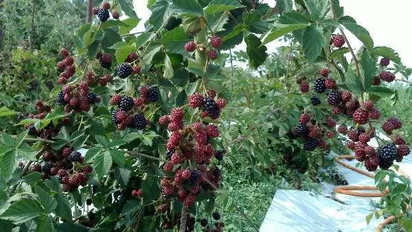 How to transplant blackberries