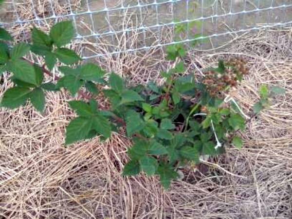 How to transplant blackberries