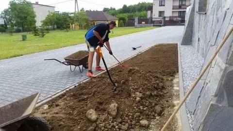 How to transplant blackberries