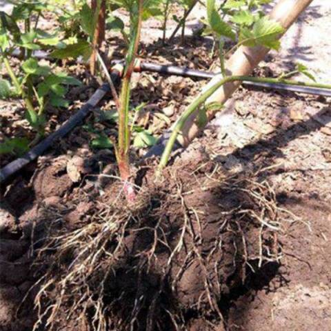 How to transplant blackberries