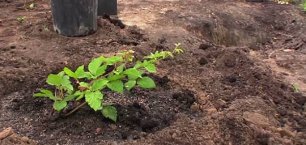 How to transplant blackberries