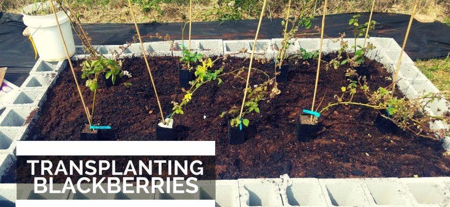 How to transplant blackberries