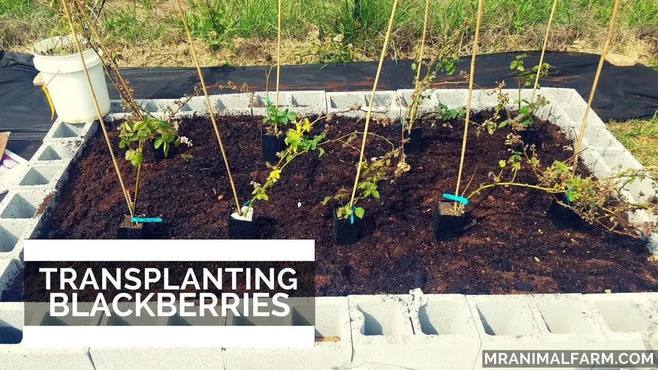 How to transplant blackberries