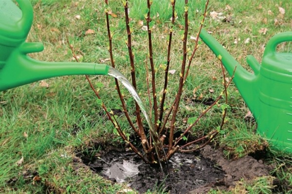 How to transplant currants in spring to a new place