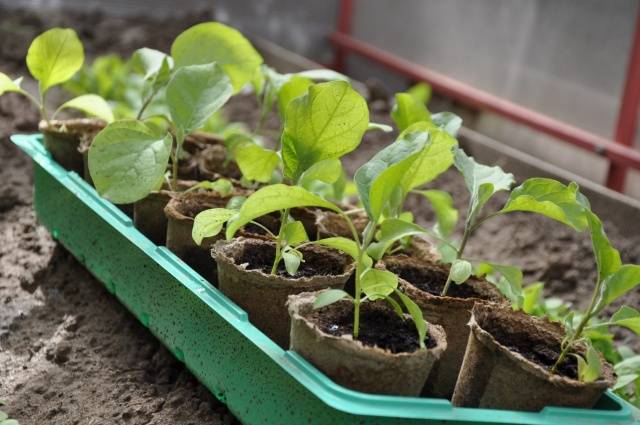 How to transplant eggplant seedlings