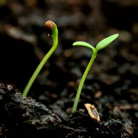 How to transplant eggplant seedlings