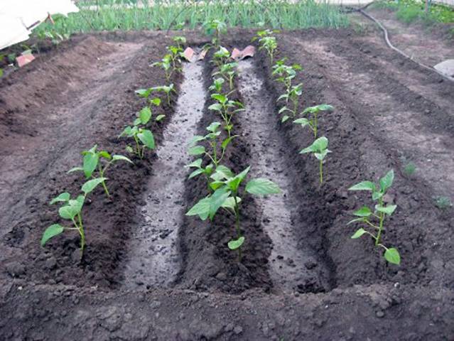 How to transplant eggplant seedlings