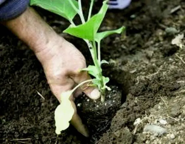 How to transplant eggplant seedlings