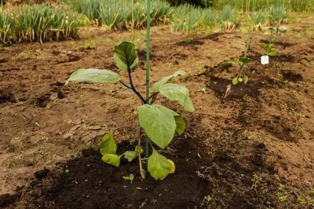 How to transplant eggplant seedlings