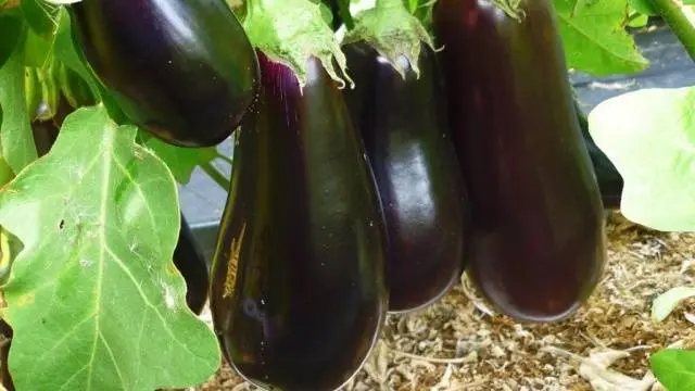 How to transplant eggplant seedlings