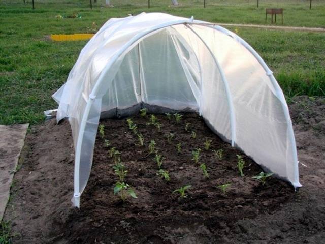 How to transplant eggplant seedlings