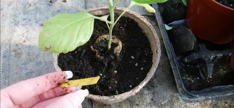 How to transplant eggplant seedlings