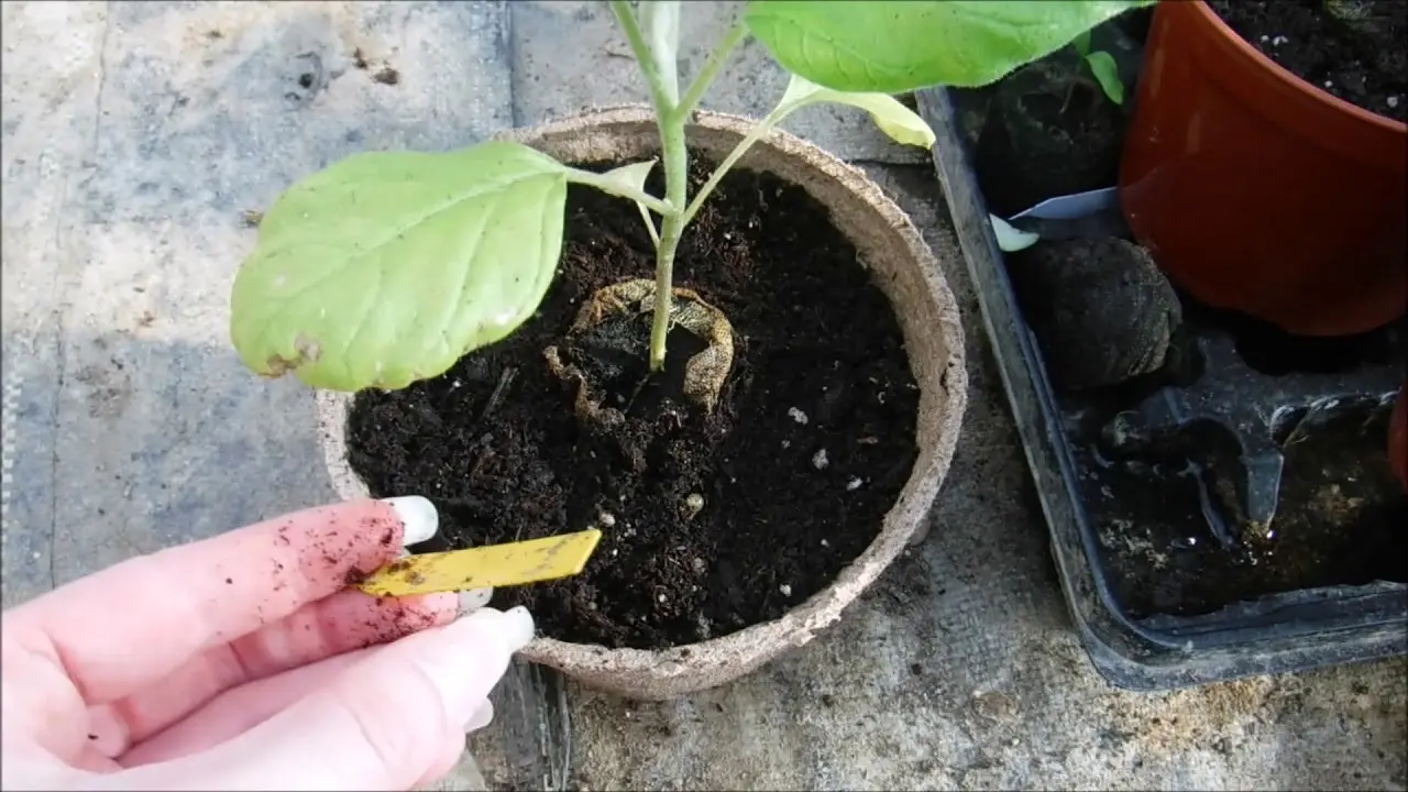 How to transplant eggplant seedlings