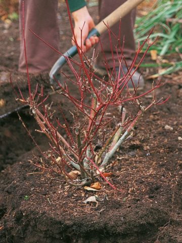 How to transplant hydrangea in spring to another place