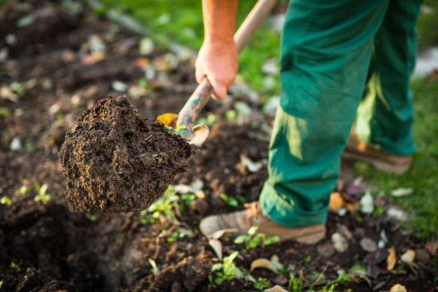 How to transplant hydrangea in spring to another place