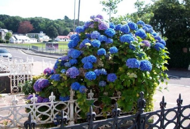 How to transplant hydrangea in the fall to a new place