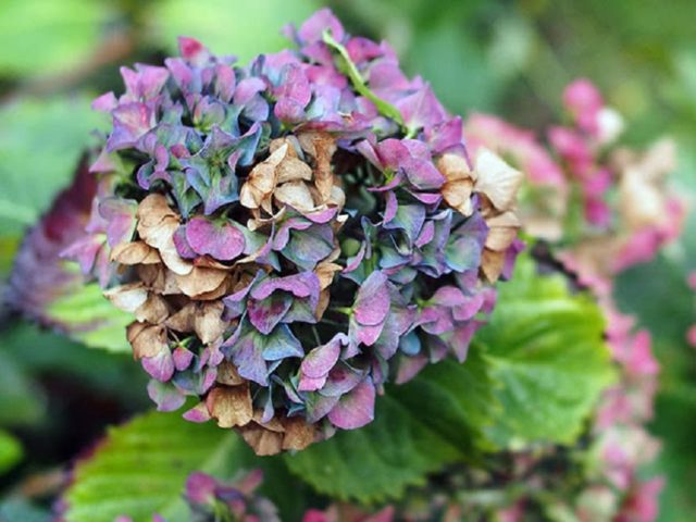 How to transplant hydrangea in the fall to a new place