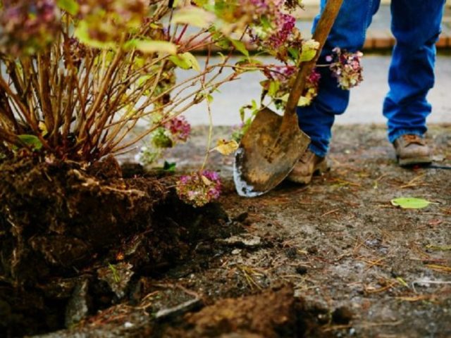 How to transplant hydrangea in the fall to a new place