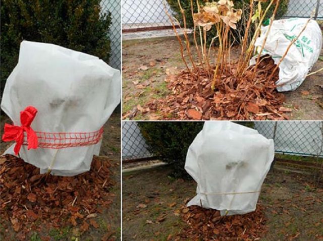 How to transplant hydrangea in the fall to a new place