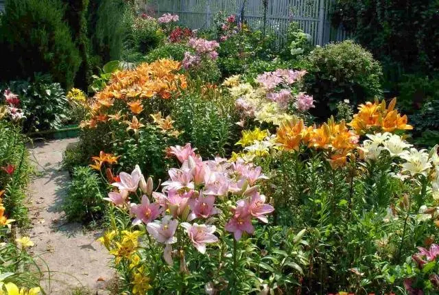 How to transplant lilies in autumn to another place